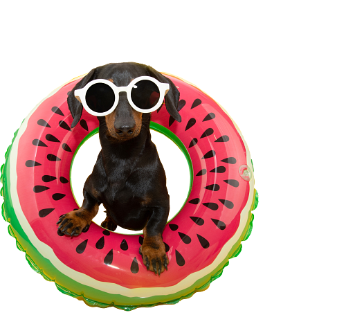 TikTok Sticker Doxie