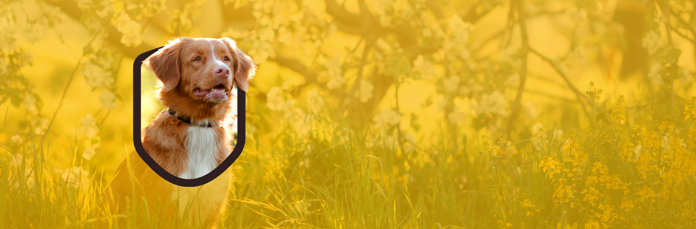 woofz-banner