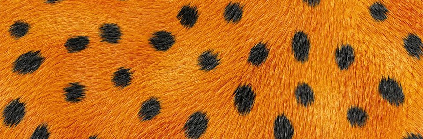 Cheetos | História de sucesso no TikTok for Business